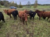Ekologinis Ūkis Parduoda Angus Mišrūnes Telyčias - nuotraukos Nr. 6