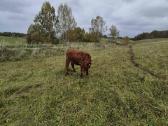 Ekologinis Ūkis Parduoda Angus Mišrūnes Telyčias - nuotraukos Nr. 7