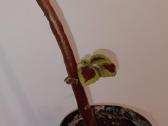 Margenis, 43 cm - nuotraukos Nr. 3
