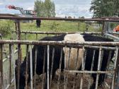 Mėsiniai buliukai - nuotraukos Nr. 2
