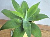 Kambarine gele"agave attennuata". - nuotraukos Nr. 2