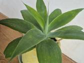 Kambarine gele"agave attennuata". - nuotraukos Nr. 3