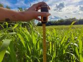 Sorgo-sudanžoles hibrido šienainis - nuotraukos Nr. 2