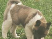 Amerikiečiu Akita šuniukai - nuotraukos Nr. 2