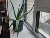 Aloe Vera augalas - nuotraukos Nr. 2