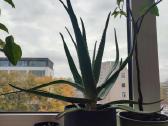 Aloe Vera augalas - nuotraukos Nr. 3