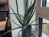 Aloe Vera augalas - nuotraukos Nr. 4