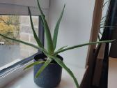 Aloe Vera augalas - nuotraukos Nr. 5