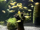 Labidochromis yellow akvariumo žuvites parduodu - nuotraukos Nr. 2