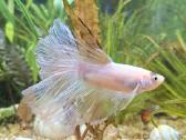 Gaidelis (Betta) - nuotraukos Nr. 2