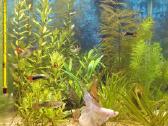 Gaidelis (Betta) - nuotraukos Nr. 5