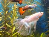 Gaidelis (Betta) - nuotraukos Nr. 4