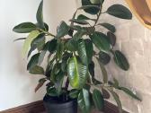 Du gražūs stambialapiai fikusai 110 cm aukščio - nuotraukos Nr. 2