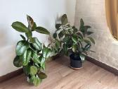 Du gražūs stambialapiai fikusai 110 cm aukščio - nuotraukos Nr. 3