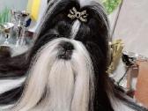 Shih tzu mažyliai - nuotraukos Nr. 2