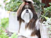 Shih tzu mažyliai - nuotraukos Nr. 3