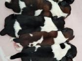 Shih tzu mažyliai - nuotraukos Nr. 4
