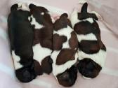 Shih tzu mažyliai - nuotraukos Nr. 5