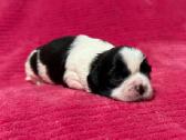 Shih tzu mažyliai - nuotraukos Nr. 6