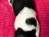Shih tzu mažyliai - nuotraukos Nr. 7
