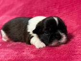 Shih tzu mažyliai - nuotraukos Nr. 8