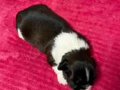 Shih tzu mažyliai - nuotraukos Nr. 9