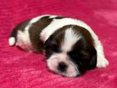 Shih tzu mažyliai - nuotraukos Nr. 10