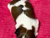 Shih tzu mažyliai - nuotraukos Nr. 11