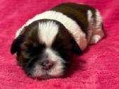 Shih tzu mažyliai - nuotraukos Nr. 12