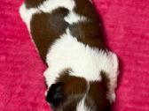Shih tzu mažyliai - nuotraukos Nr. 13