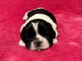 Shih tzu mažyliai - nuotraukos Nr. 14