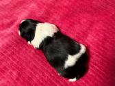 Shih tzu mažyliai - nuotraukos Nr. 15