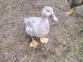 Levandiniai muskusiniai antys - nuotraukos Nr. 2