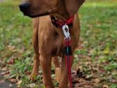 Rhodesian Ridgeback - nuotraukos Nr. 2