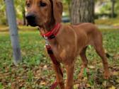 Rhodesian Ridgeback - nuotraukos Nr. 3