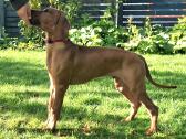 Rhodesian Ridgeback - nuotraukos Nr. 4