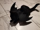 Halloween Helovino katės sparnai - nuotraukos Nr. 2