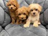Maltipoo