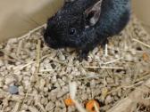 Dovanojam Degu patele - nuotraukos Nr. 2