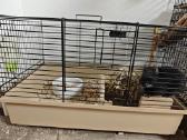 Dovanojam Degu patele - nuotraukos Nr. 3