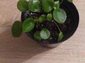 Kambarinis augalas pilėjos - nuotraukos Nr. 3