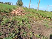 Pašariniai runkeliai - nuotraukos Nr. 2