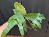 Platycerium alcicorne elniaragis papartis - nuotraukos Nr. 5