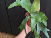 Platycerium alcicorne elniaragis papartis - nuotraukos Nr. 6