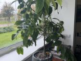 Derantis citrinmedis, 120 cm, su vazonu - nuotraukos Nr. 4