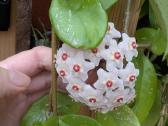 Hoya carnosa - nuotraukos Nr. 2