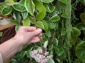 Hoya carnosa "krimson queen" - nuotraukos Nr. 2
