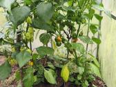 Carolina Reaper vazonuose - nuotraukos Nr. 4