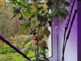 Carolina Reaper vazonuose - nuotraukos Nr. 3
