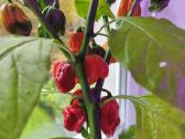 Carolina Reaper vazonuose - nuotraukos Nr. 2